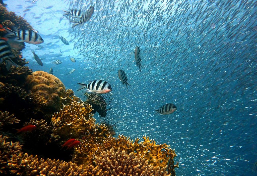 tipos de ecosistema arrecife de coral